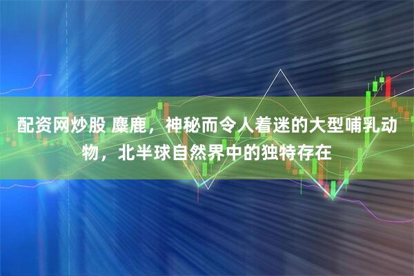 配资网炒股 麋鹿，神秘而令人着迷的大型哺乳动物，北半球自然界中的独特存在